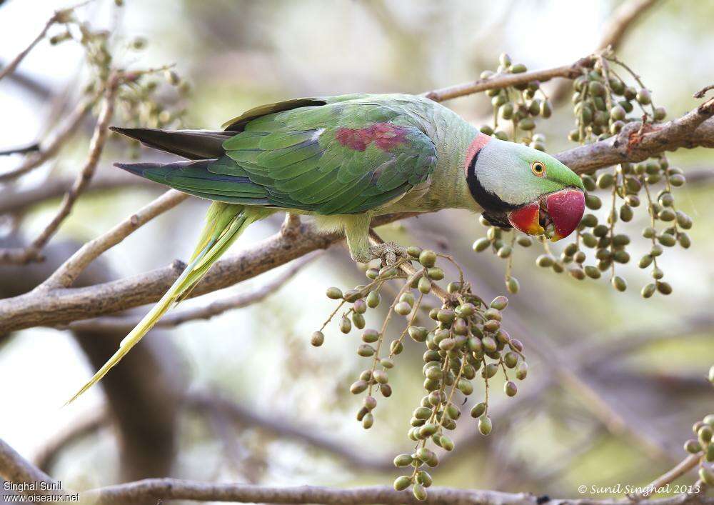 Alexandrine Parakeetadult breeding, identification