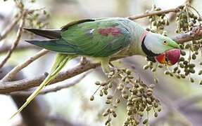 Alexandrine Parakeet