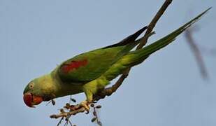 Alexandrine Parakeet