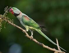 Alexandrine Parakeet