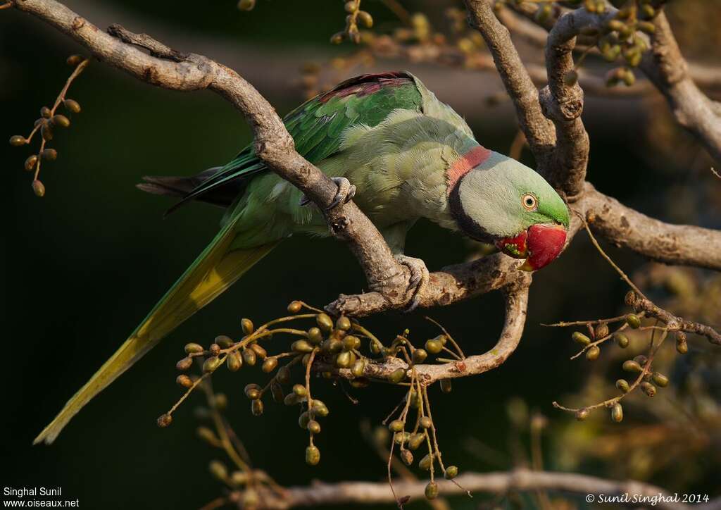 Alexandrine Parakeet male adult, identification