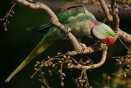 Alexandrine Parakeet