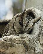 Indian Scops Owl