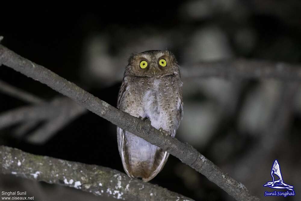 Mountain Scops Owladult, identification