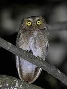 Mountain Scops Owl