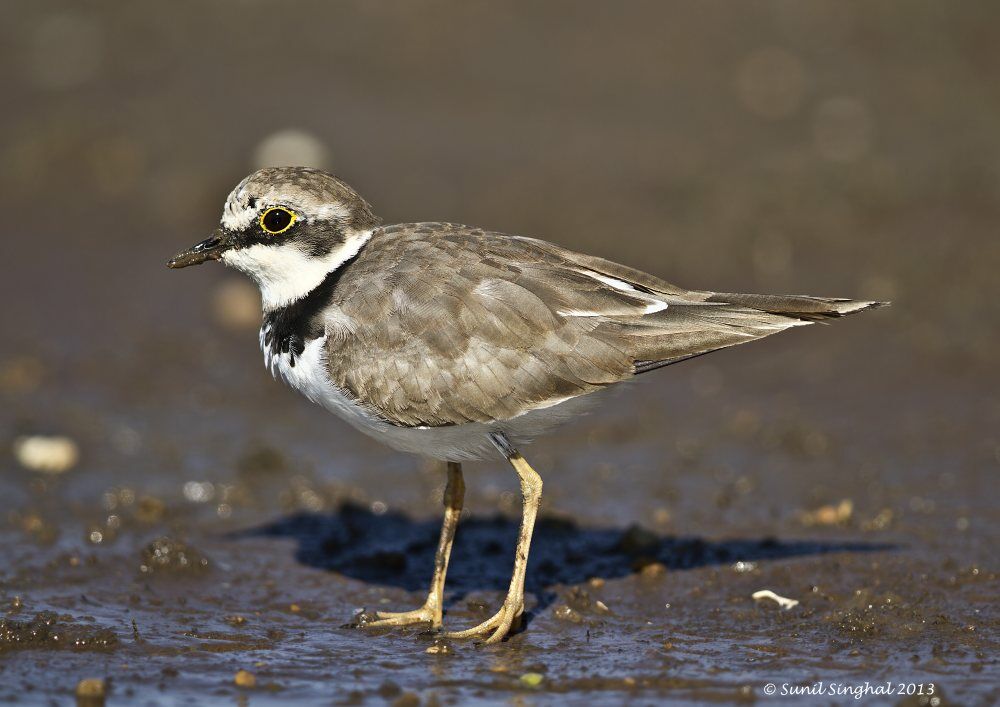 Little Ringed Plover