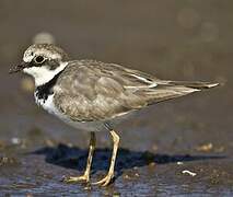 Little Ringed Plover