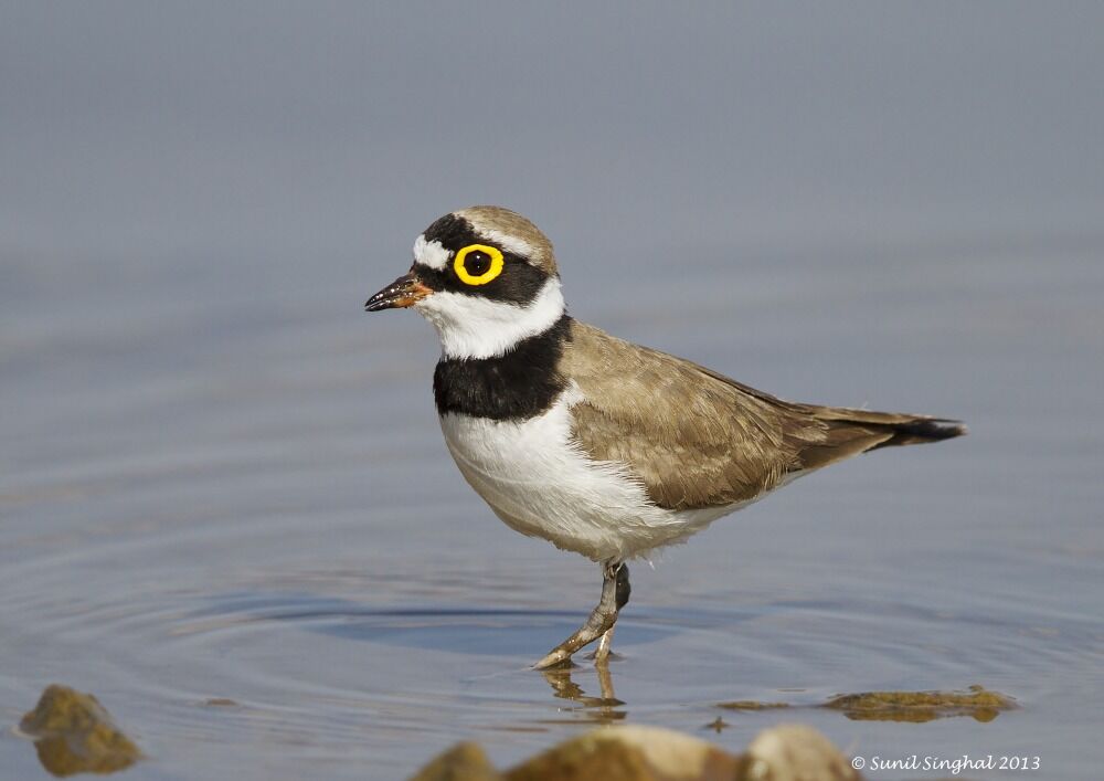 Little Ringed Plover