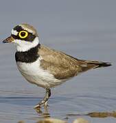 Little Ringed Plover