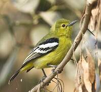 Common Iora