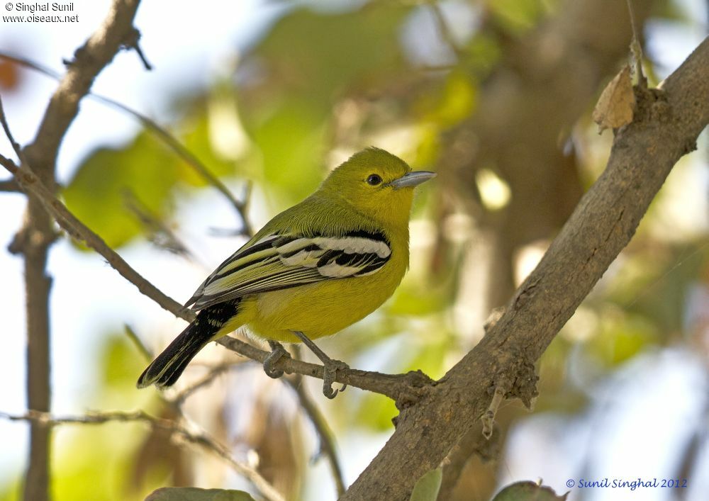 Common Iora