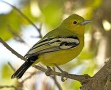 Common Iora