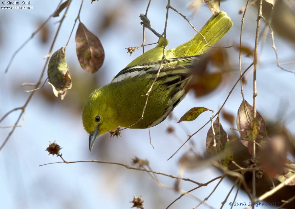 Common Iora