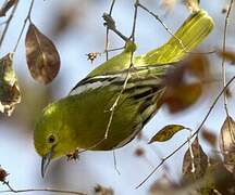 Common Iora