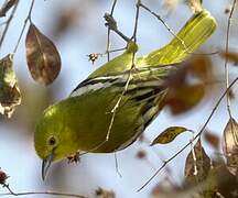 Common Iora