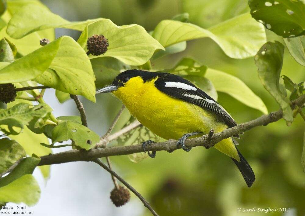 Petit Iora mâle adulte, identification