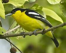 Common Iora