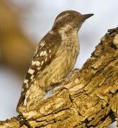 Brown-capped Pygmy Woodpecker