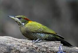 Lesser Yellownape