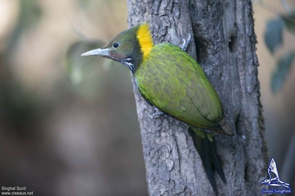 Greater Yellownape female adult, identification