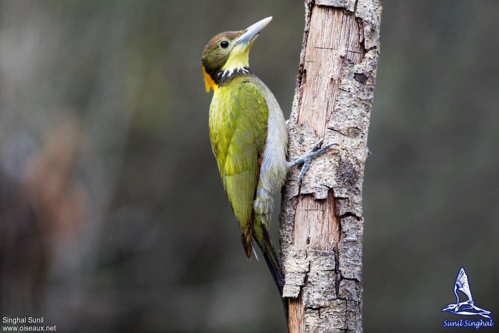 Pic à nuque jaune mâle adulte, identification