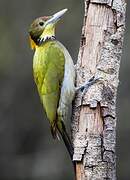 Greater Yellownape