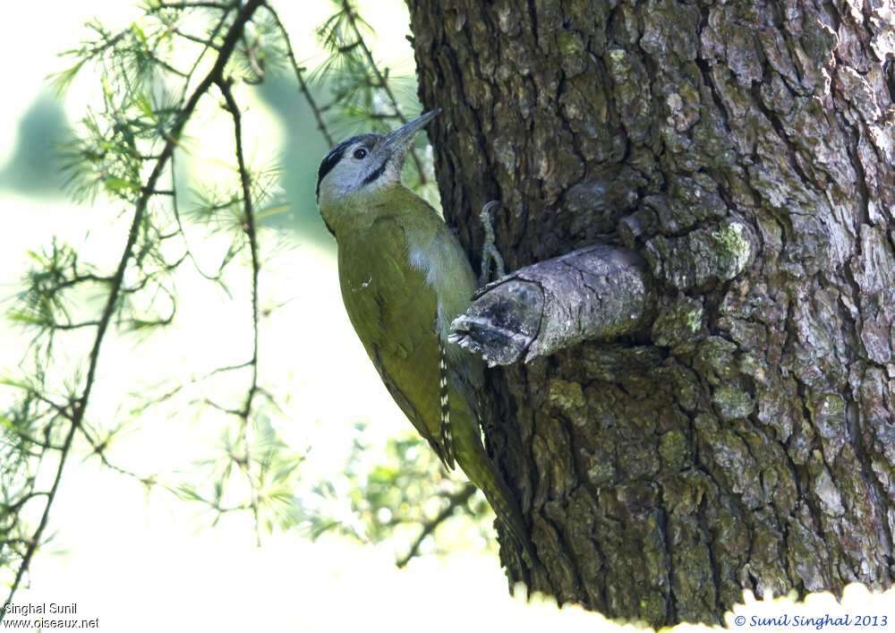 Grey-headed Woodpecker female adult, identification