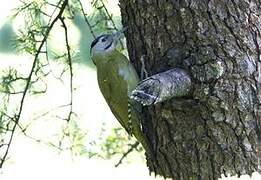 Grey-headed Woodpecker