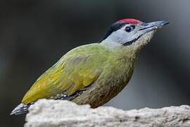 Grey-headed Woodpecker