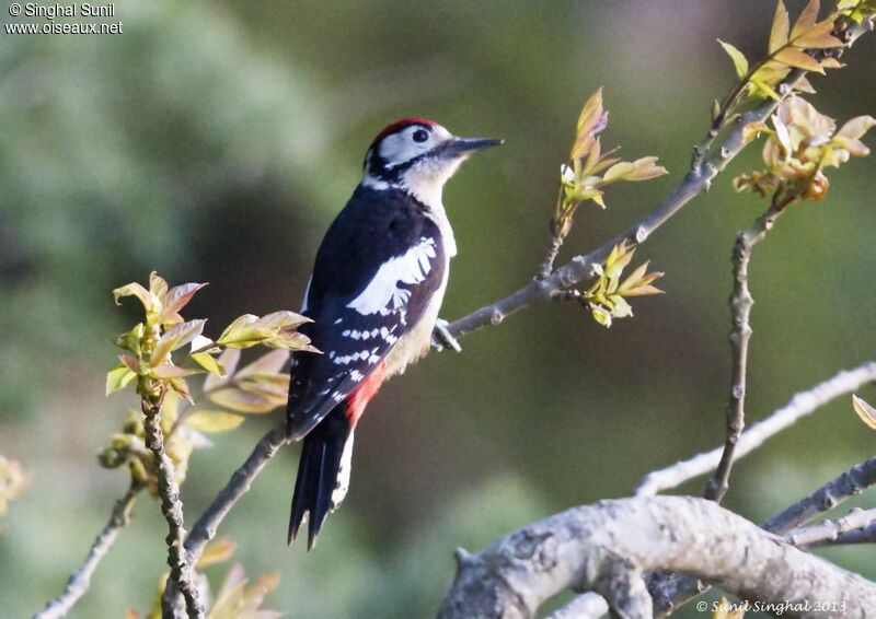 Himalayan Woodpecker male adult, identification