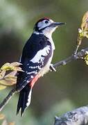 Himalayan Woodpecker