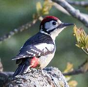 Himalayan Woodpecker