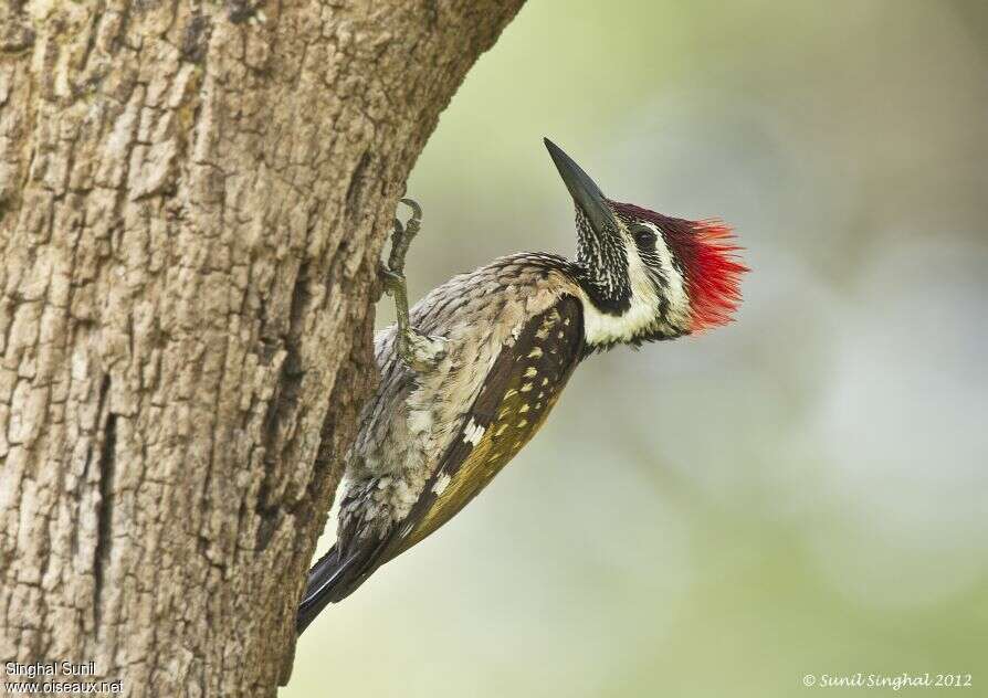 Black-rumped Flameback