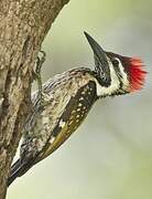 Black-rumped Flameback