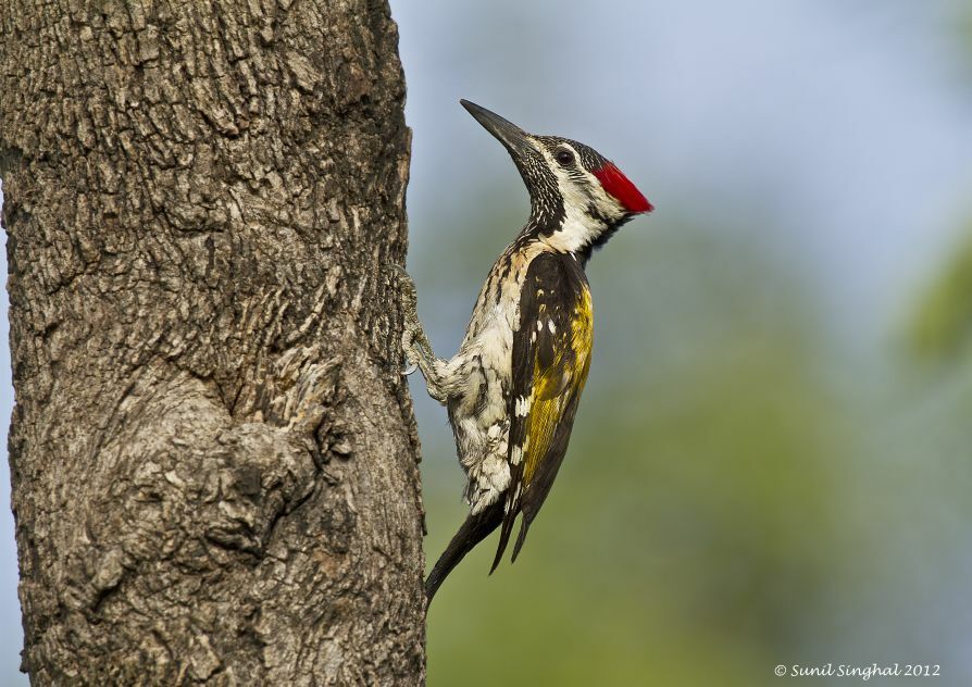 Black-rumped Flameback