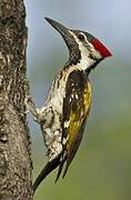 Black-rumped Flameback