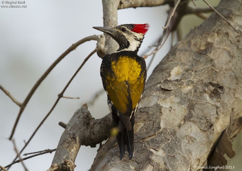 Black-rumped Flamebackadult, identification