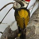Pic du Bengale