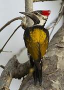 Black-rumped Flameback