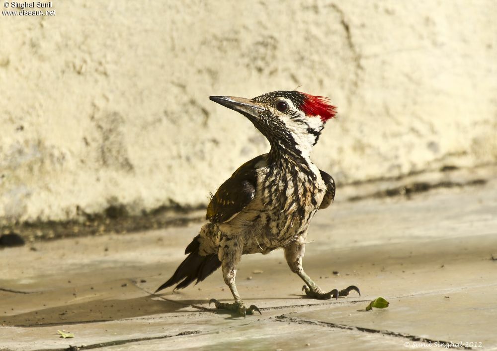 Black-rumped Flamebackadult, Behaviour