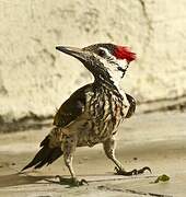 Black-rumped Flameback