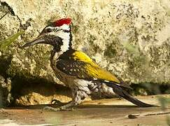 Black-rumped Flameback