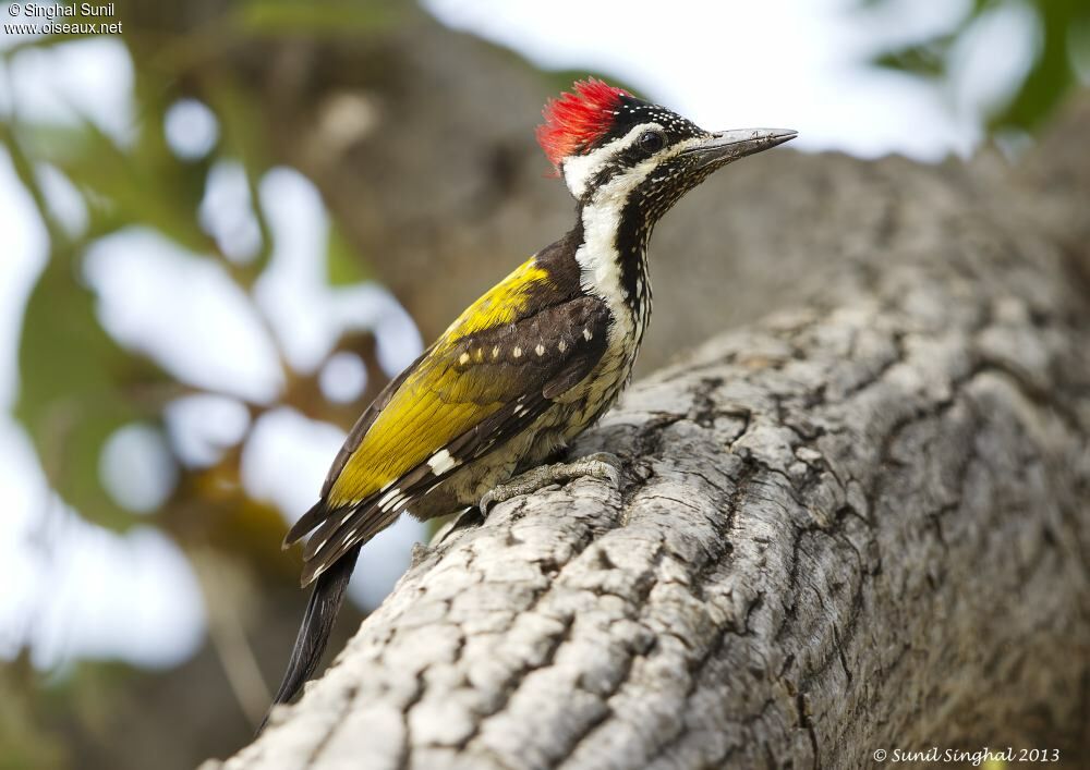 Black-rumped Flamebackadult, identification