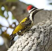 Black-rumped Flameback