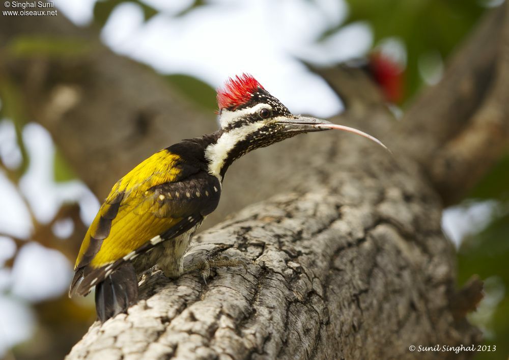 Black-rumped Flamebackadult, identification, Behaviour