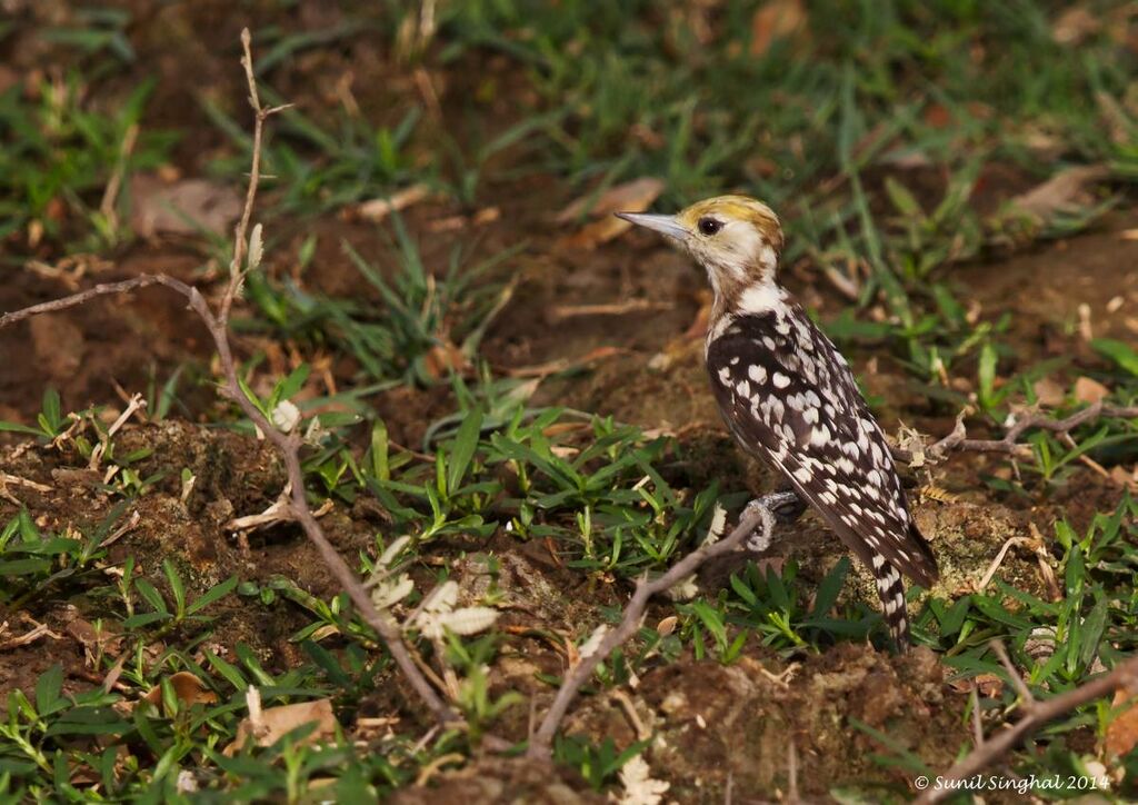 Yellow-crowned Woodpecker female adult, identification