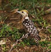 Yellow-crowned Woodpecker