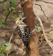 Yellow-crowned Woodpecker