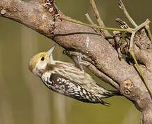 Yellow-crowned Woodpecker