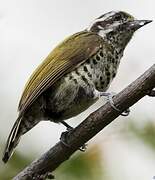 Speckled Piculet